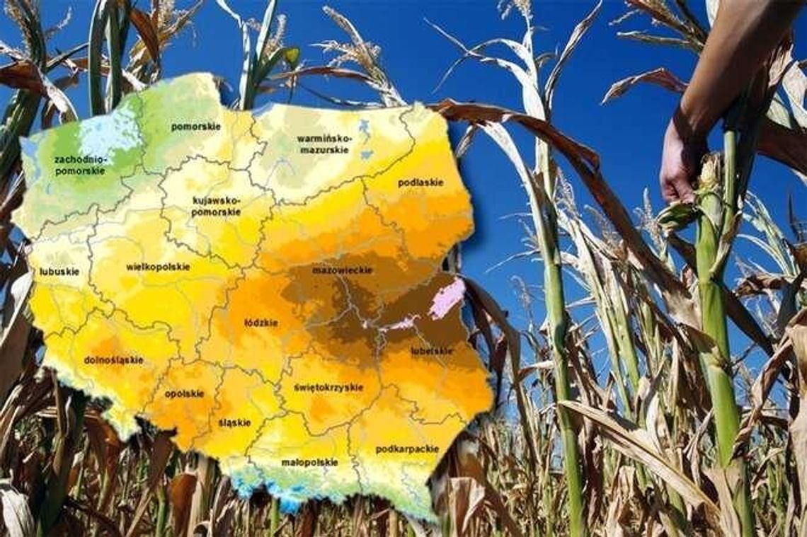 W Lubelskiem największy w Polsce niedobór wody. A rolnicy nadal czekają na pomoc