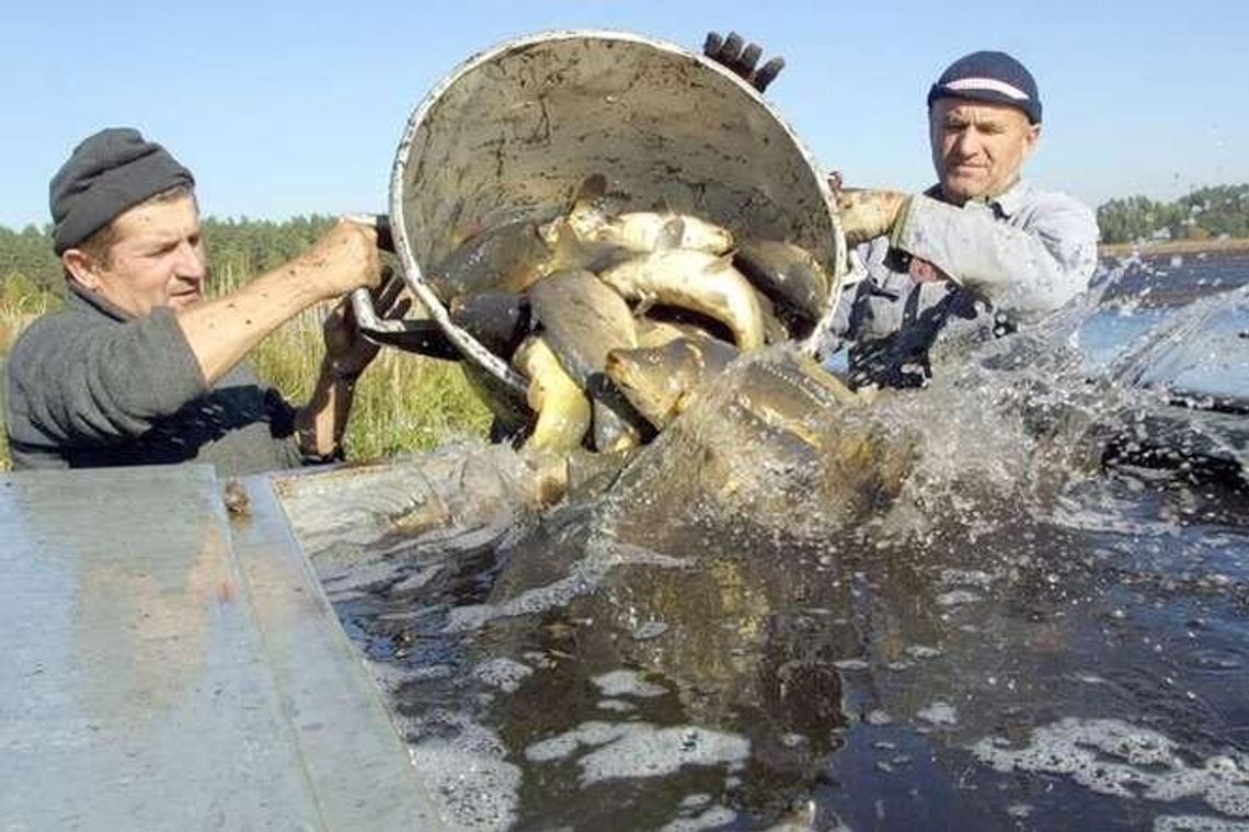 W Lubelskiem za karpia zapłacimy najmniej