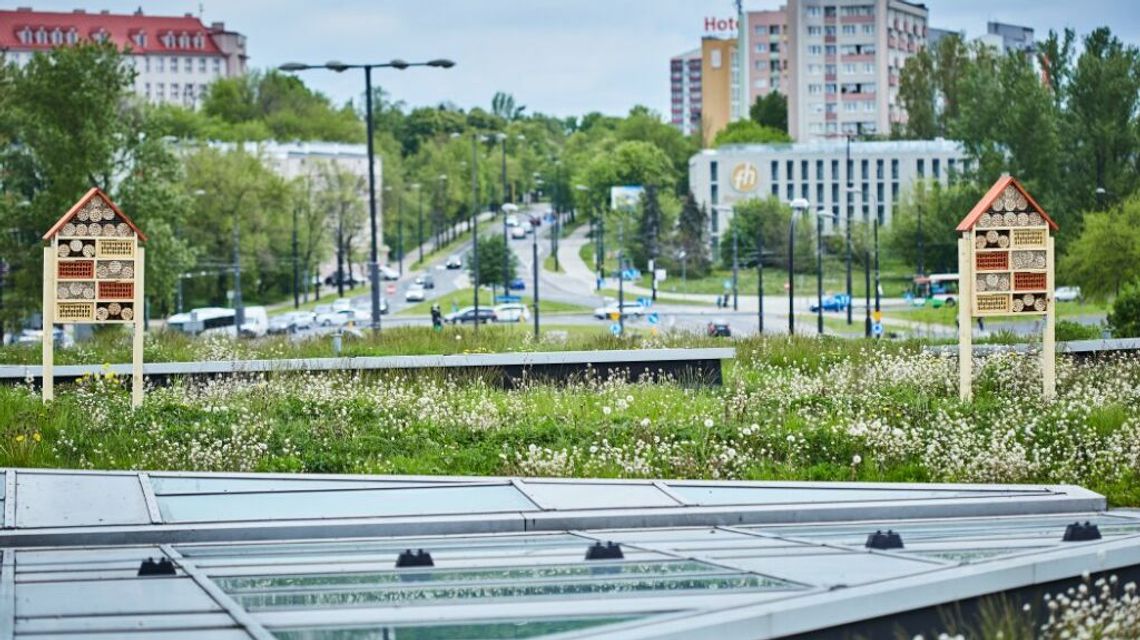 W Lublinie będą rozdawać rośliny doniczkowe za zużyte baterie