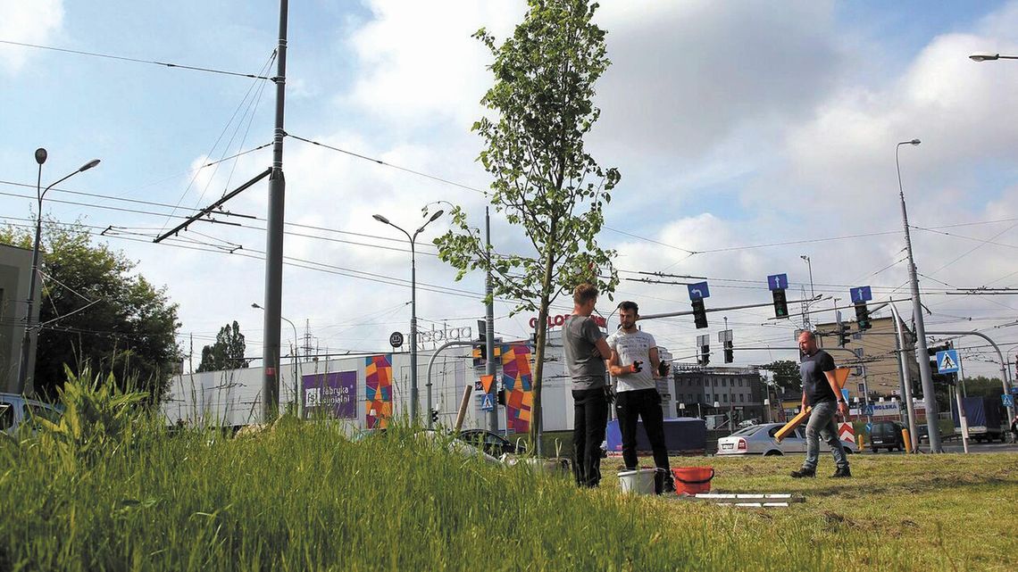 W Lublinie będą sadzić. Gdzie pojawią się nowe drzewa?