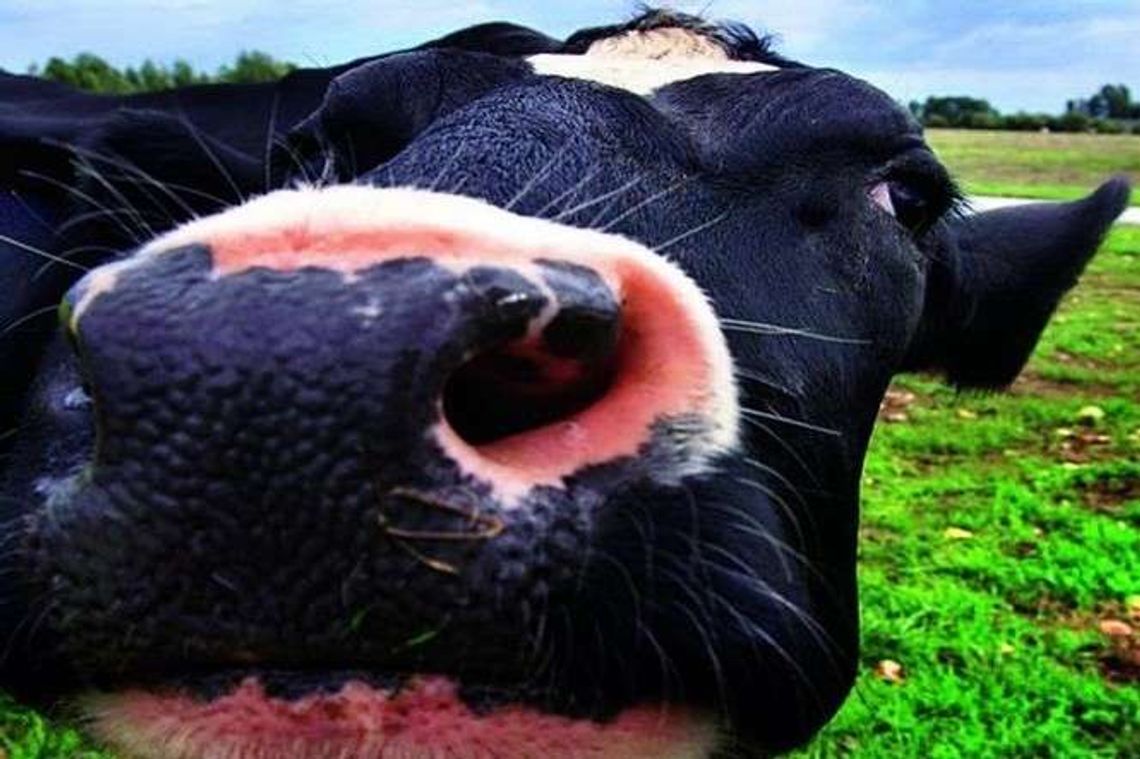 W Lublinie jest 227 krów, 1565 świń, 164 konie oraz 106 774 kur