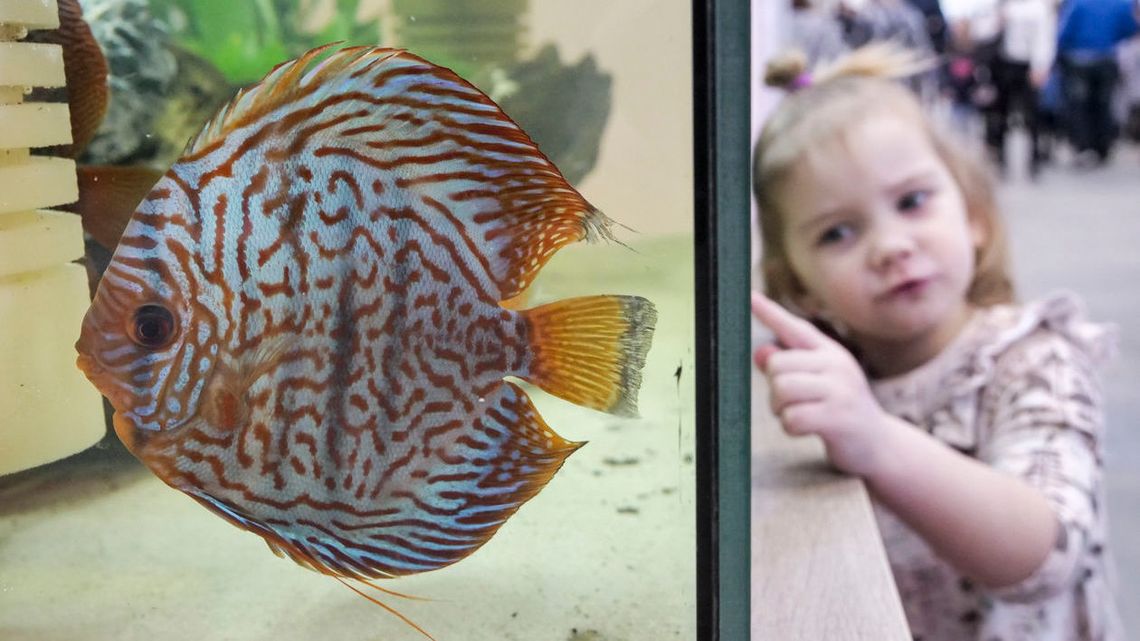 W Lublinie koguty pieją. Jakie zwierząta można zobaczyć na ZOOPARK-u? [program, ceny biletów]