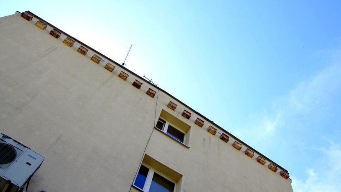 W Lublinie miało być tysiąc budek dla jerzyków, będzie mniej. Ratusz: nie każdy chce je przyjąć