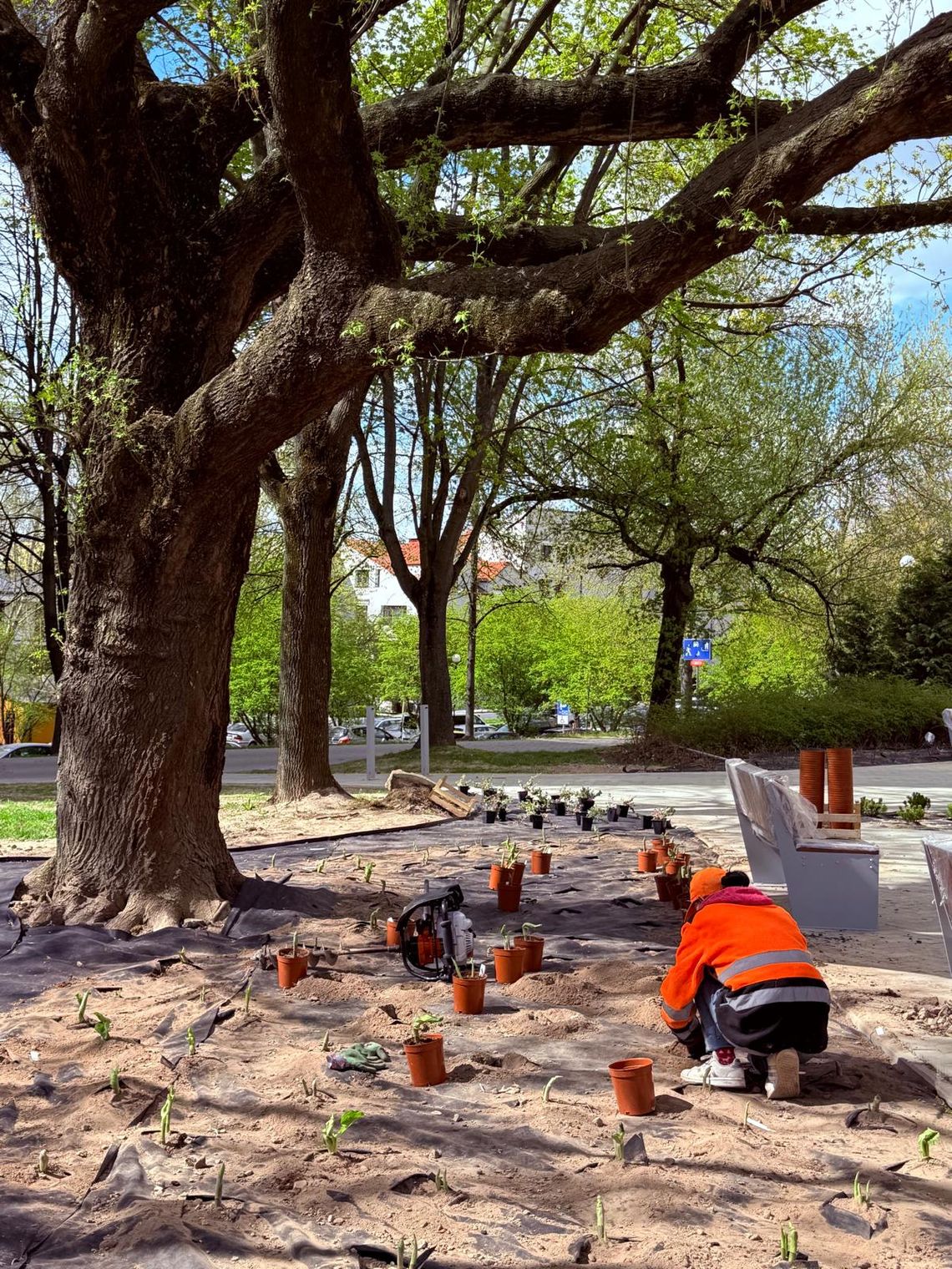 W Lublinie przybywa zieleni. Skwery pięknieją na wiosnę
