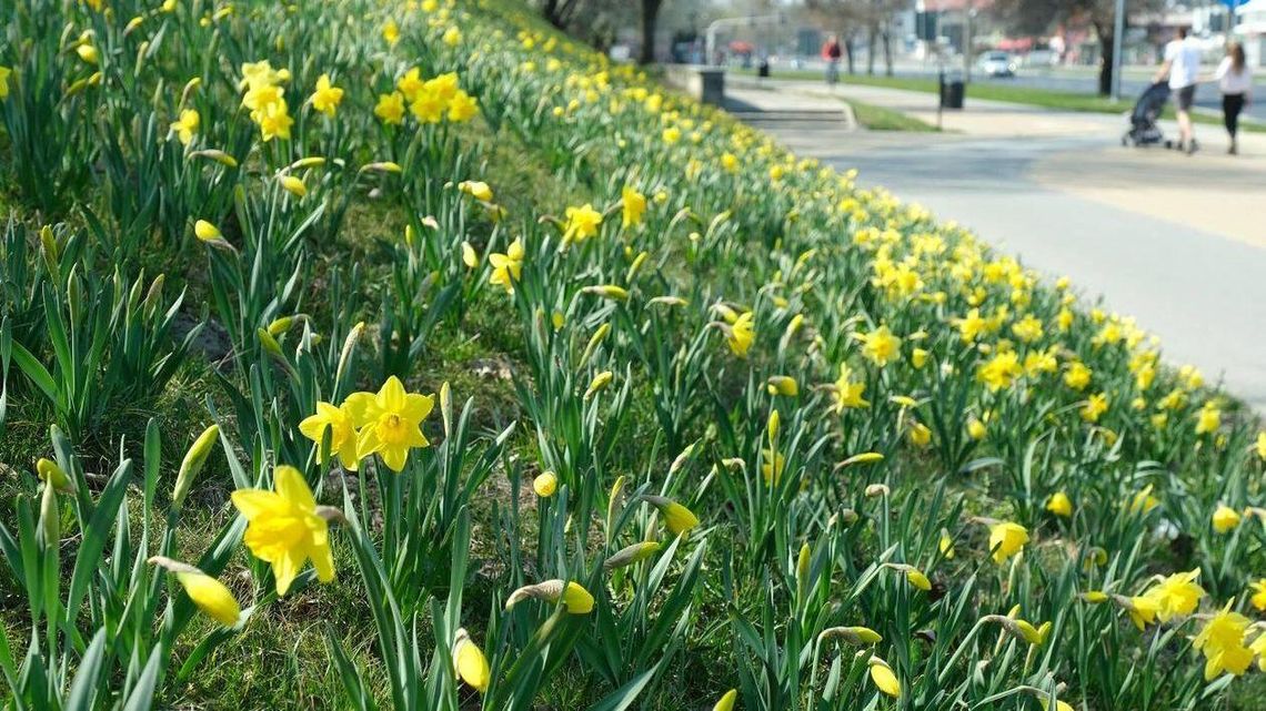 W Lublinie rozkwitają tysiące żonkili. Najbezpieczniej podziwiać je na zdjęciach 