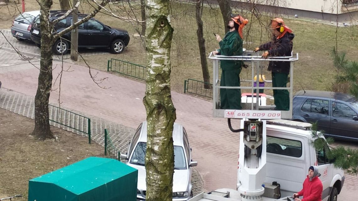 W Lublinie strącają ptasie gniazda z drzew