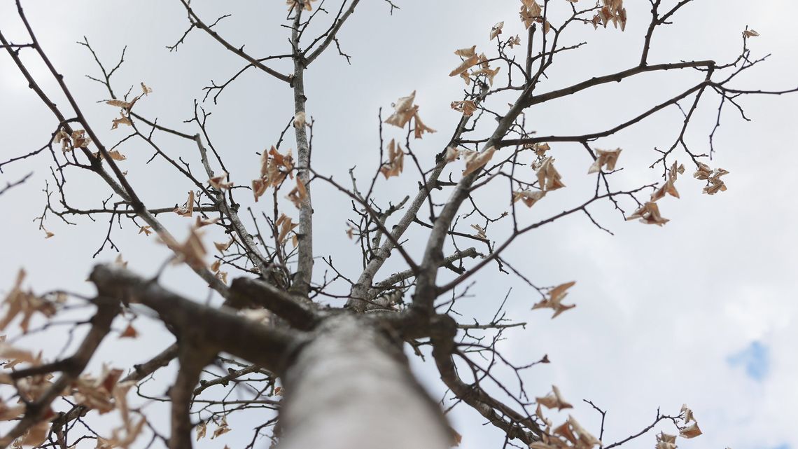 W Lublinie zadbają o drzewa. Wybrano 30 projektów Zielonego Budżetu