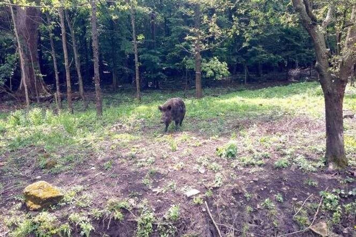 W marcu zacznie się rzeź dzików w woj. lubelskim. Odstrzał będzie kosztować 18 mln zł