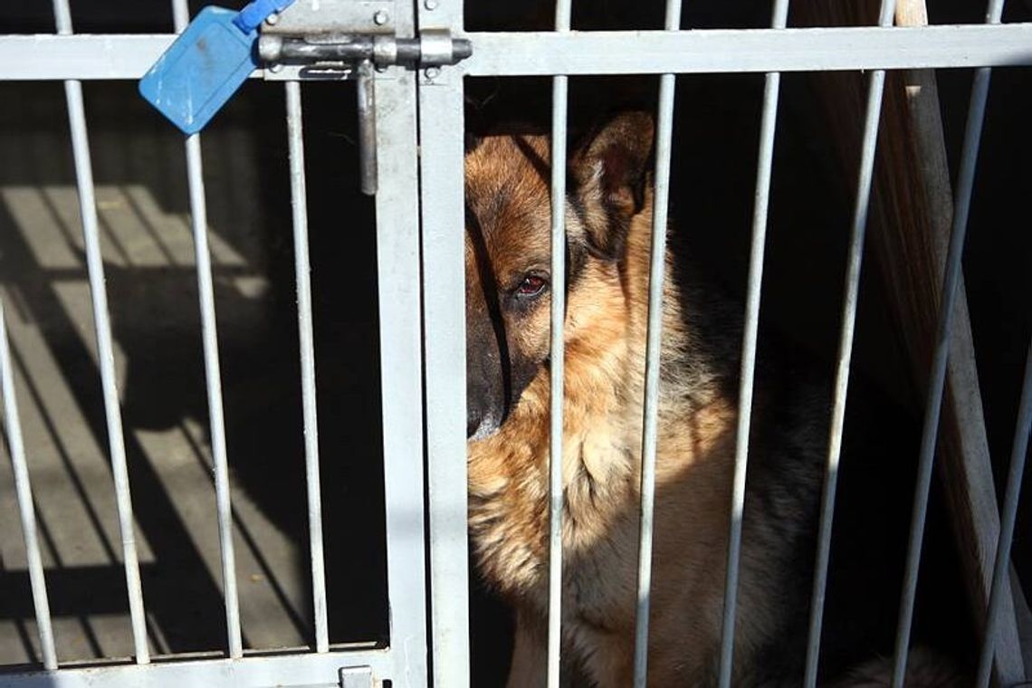 W Milejowie przybywa bezdomnych psów