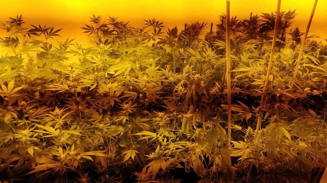 W namiotach lampy i krzaki. Za taką plantację poszedł siedzieć W namiotach lampy i krzaki. Za taką plantację poszedł siedzieć