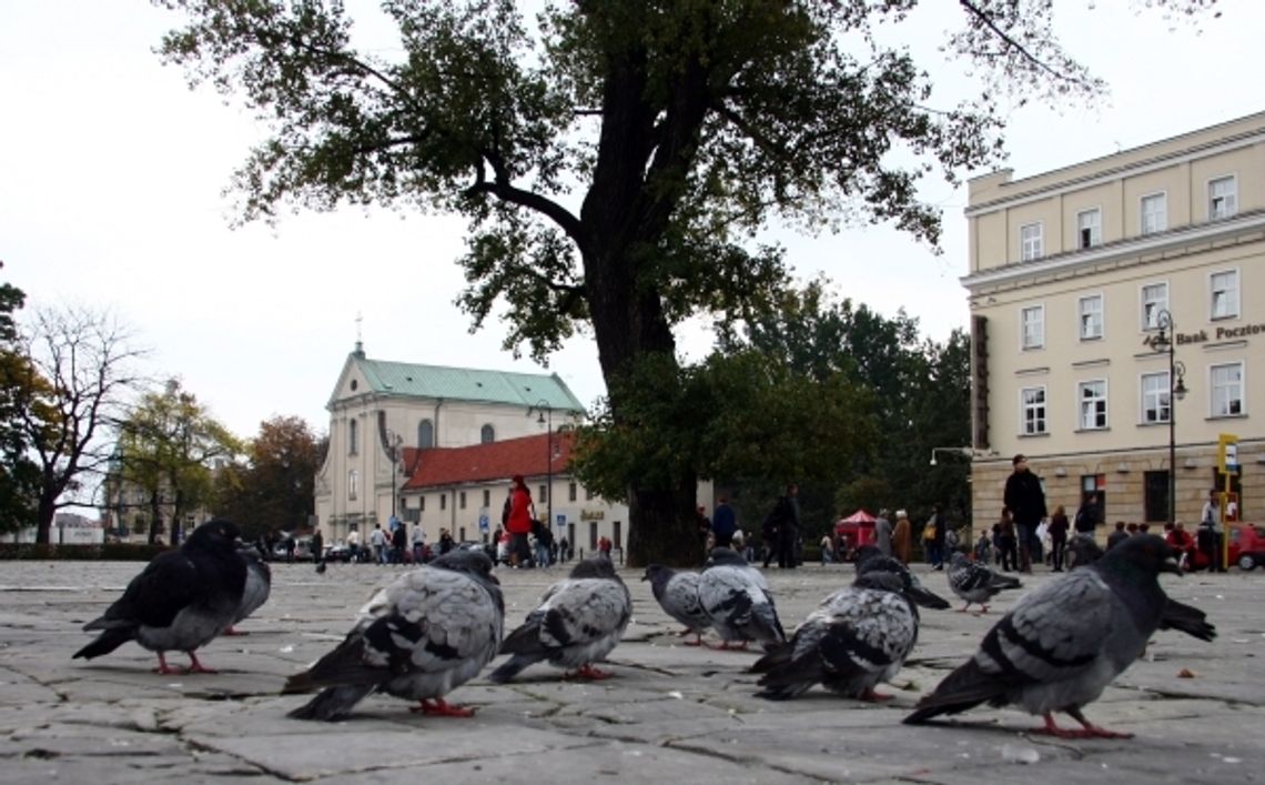 W niedzielę czytanie książki pod baobabem
