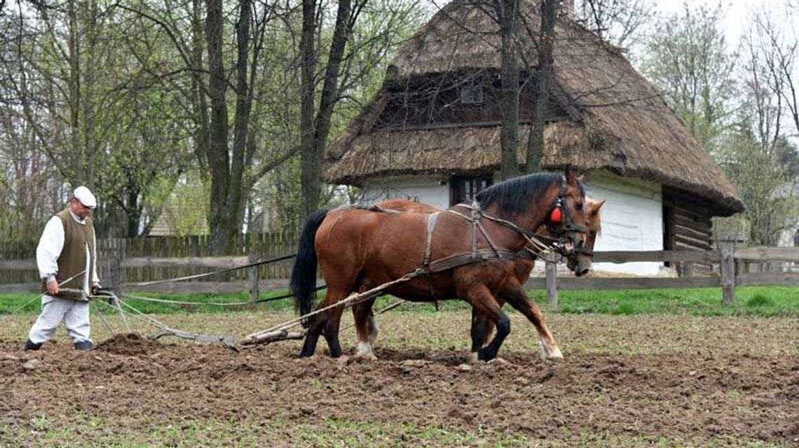 W niedzielę pokaz wiosennych prac polowych w Skansenie