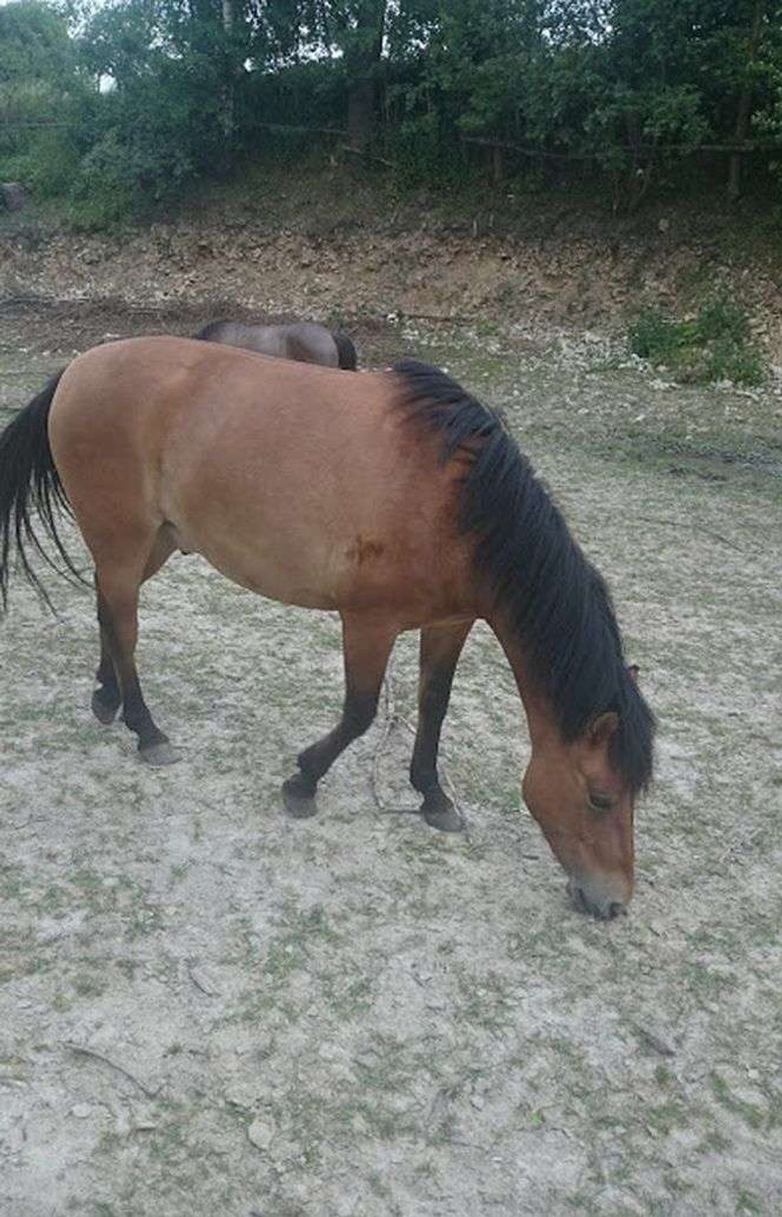 W nocy ze stajni zniknął koń. Co się z nim stało?