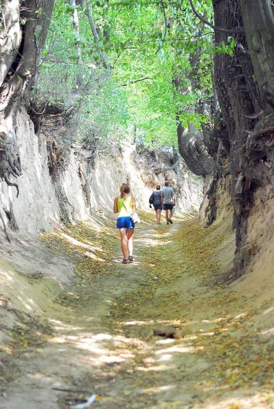 W obronie Korzeniowego Dołu w Kazimierzu. Oburzenie na pomysł wybrukowania i oświetlenia