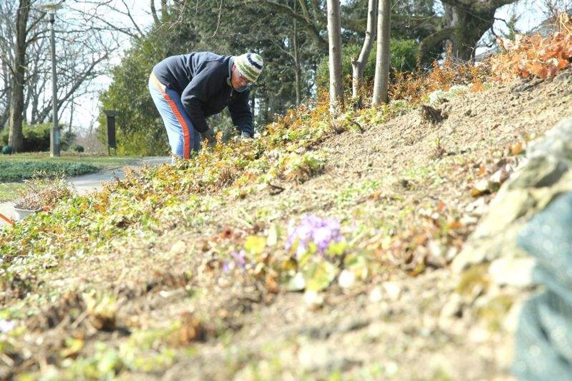 W ogrodzie botanicznym pracują ludzie i pszczoły. Otwarcie za miesiąc W ogrodzie botanicznym pracują ludzie i pszczoły. Otwarcie za miesiąc
