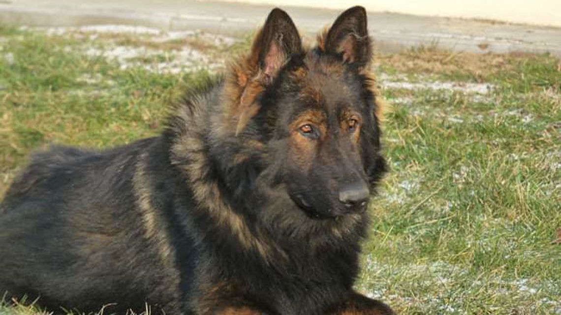 W ostatniej chwili pies uratował życie 24-latka. Szedł wprost na lokomotywę, chcąc popełnić samobójstwo W ostatniej chwili pies uratował życie 24-latka. Szedł wprost na lokomotywę, chcąc popełnić samobójstwo