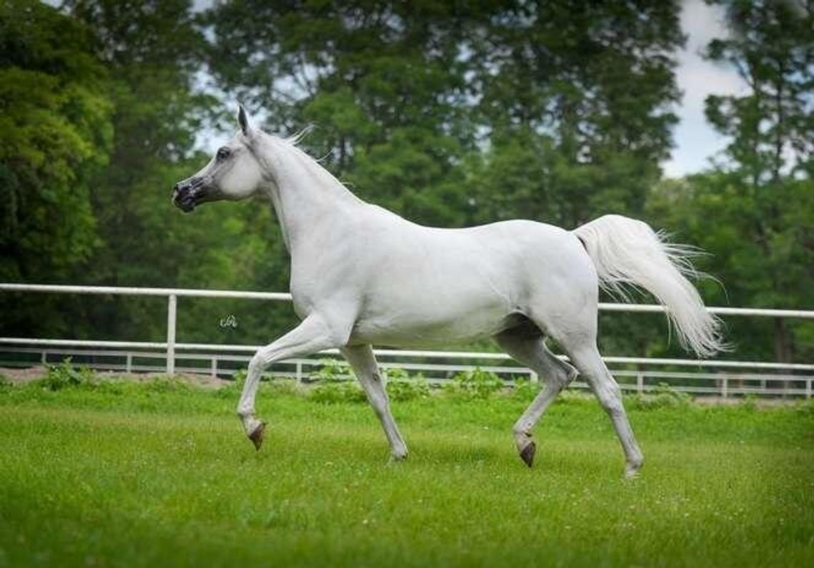 W piątek startuje Święto Konia Arabskiego w Janowie Podlaskim