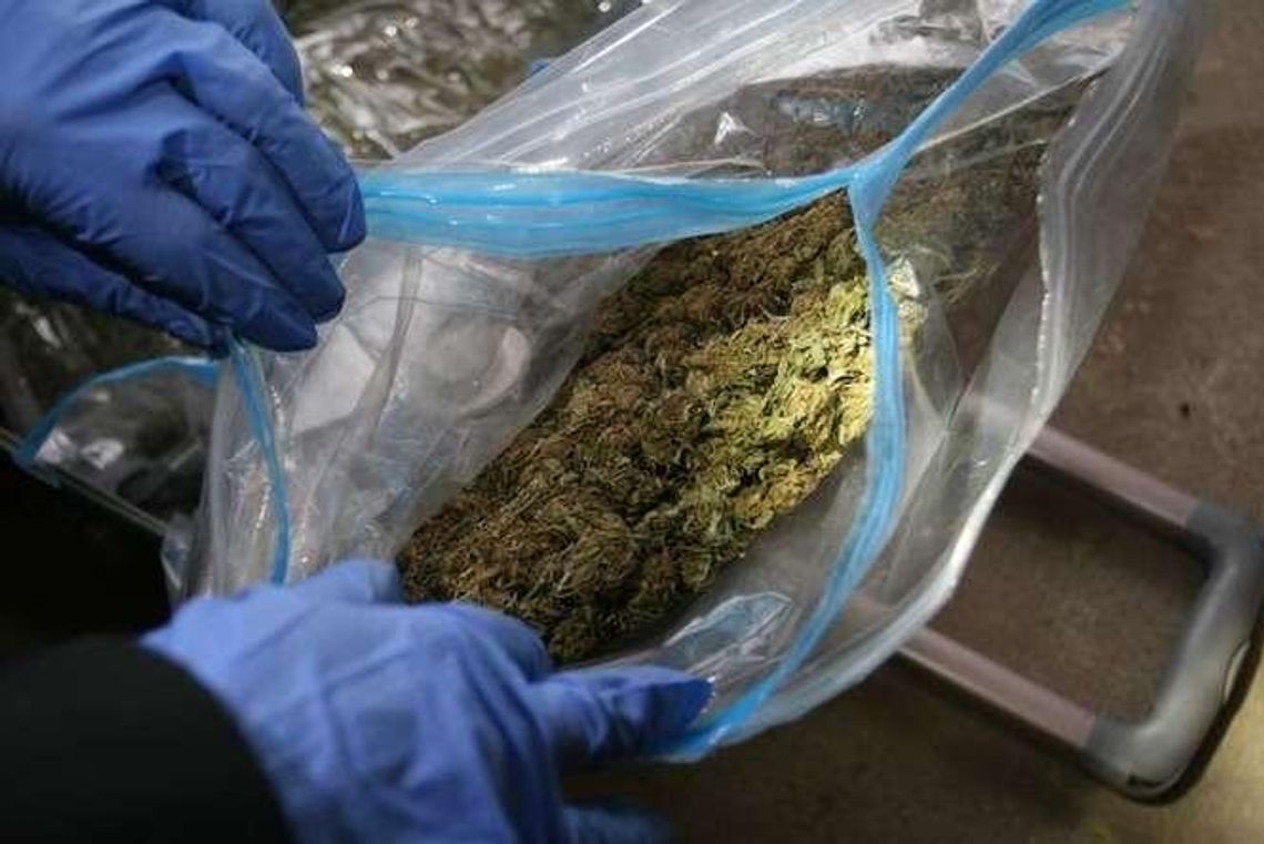 W piwnicy na Czubach znaleźli 8 kilogramów marihuany (wideo)