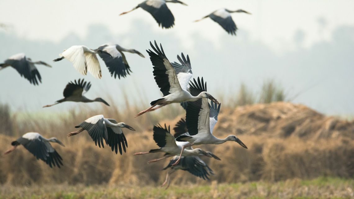 W Polsce jest coraz mnie bocianów. "Nie wiemy, co powoduje zmniejszanie liczebności" W Polsce jest coraz mnie bocianów. "Nie wiemy, co powoduje zmniejszanie liczebności"