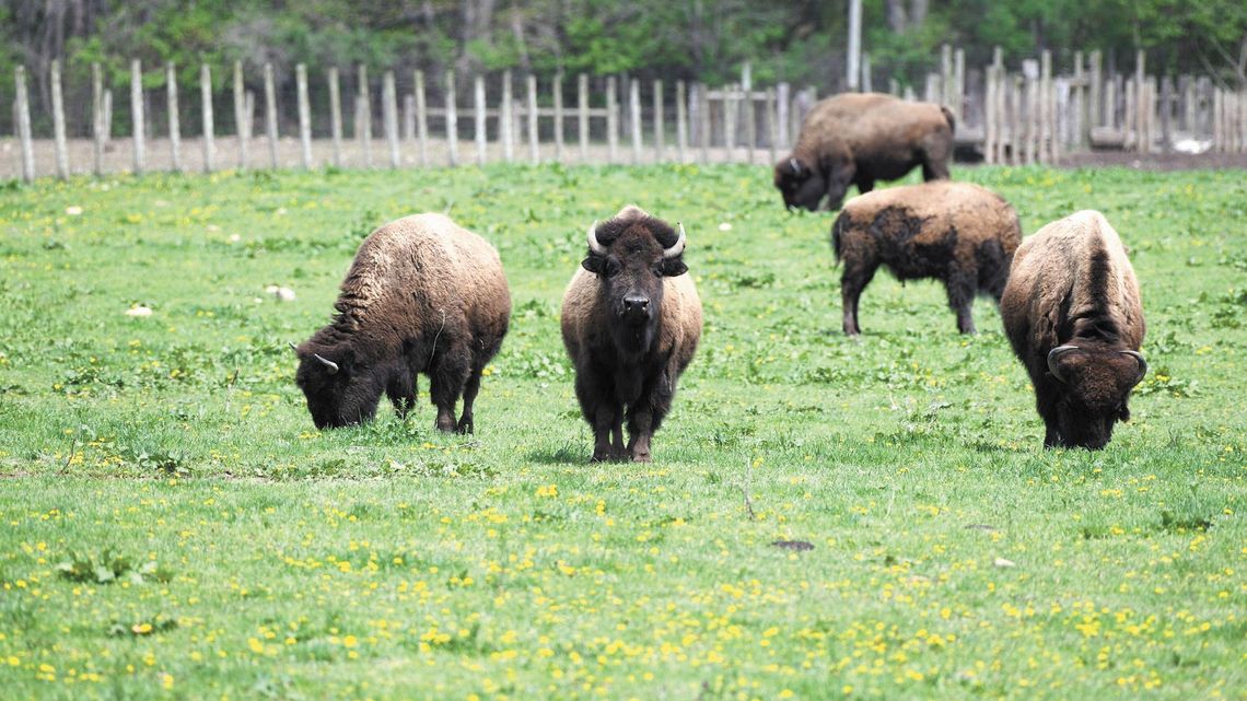 W Polsce na wolności żyje już ponad 500 żubrów. 100 lat temu nie było ani jednego W Polsce na wolności żyje już ponad 500 żubrów. 100 lat temu nie było ani jednego