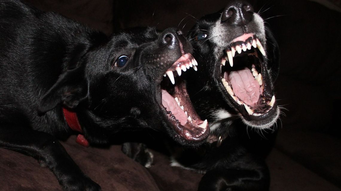 W polu leżało ciało ze śladami kłów. Czy to psy zabiły człowieka? 