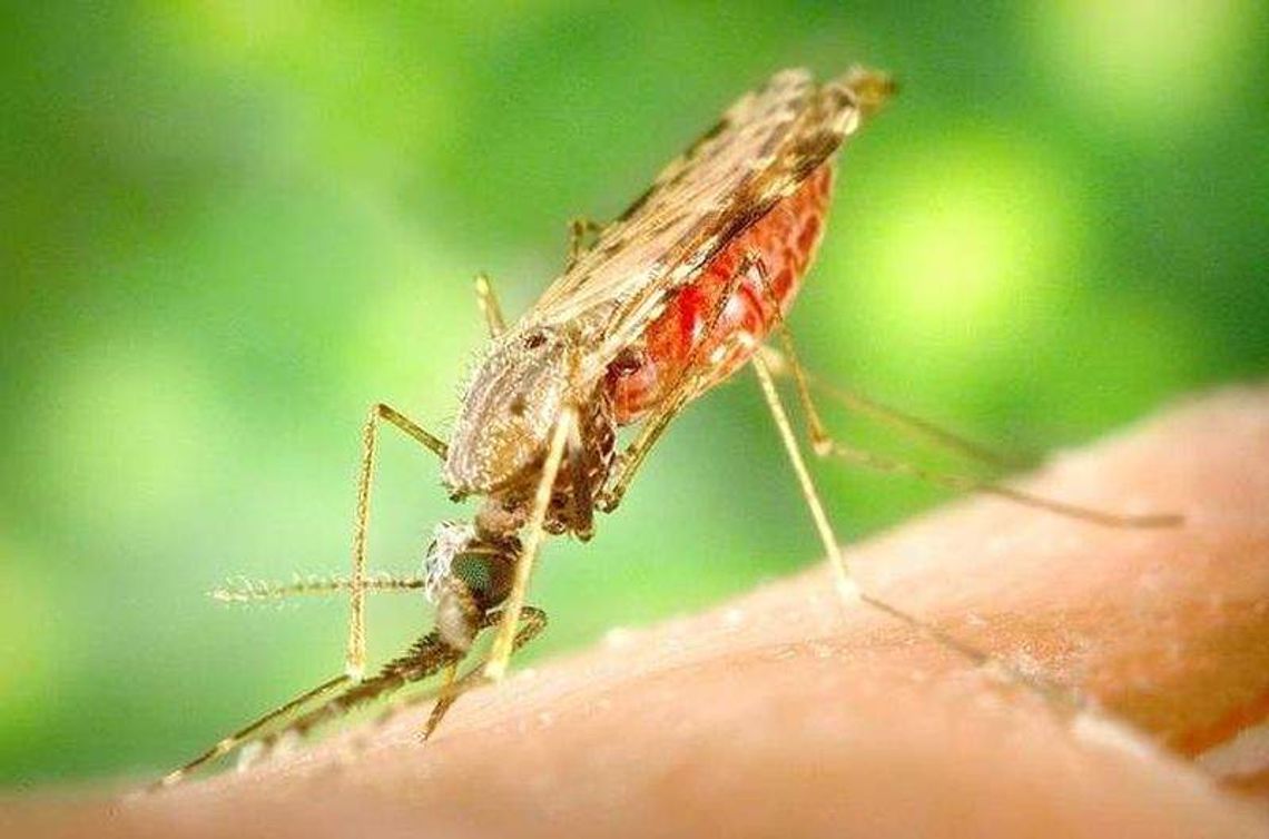 W poniedziałek rozpocznie się odkomarzanie. Mniej oprysków