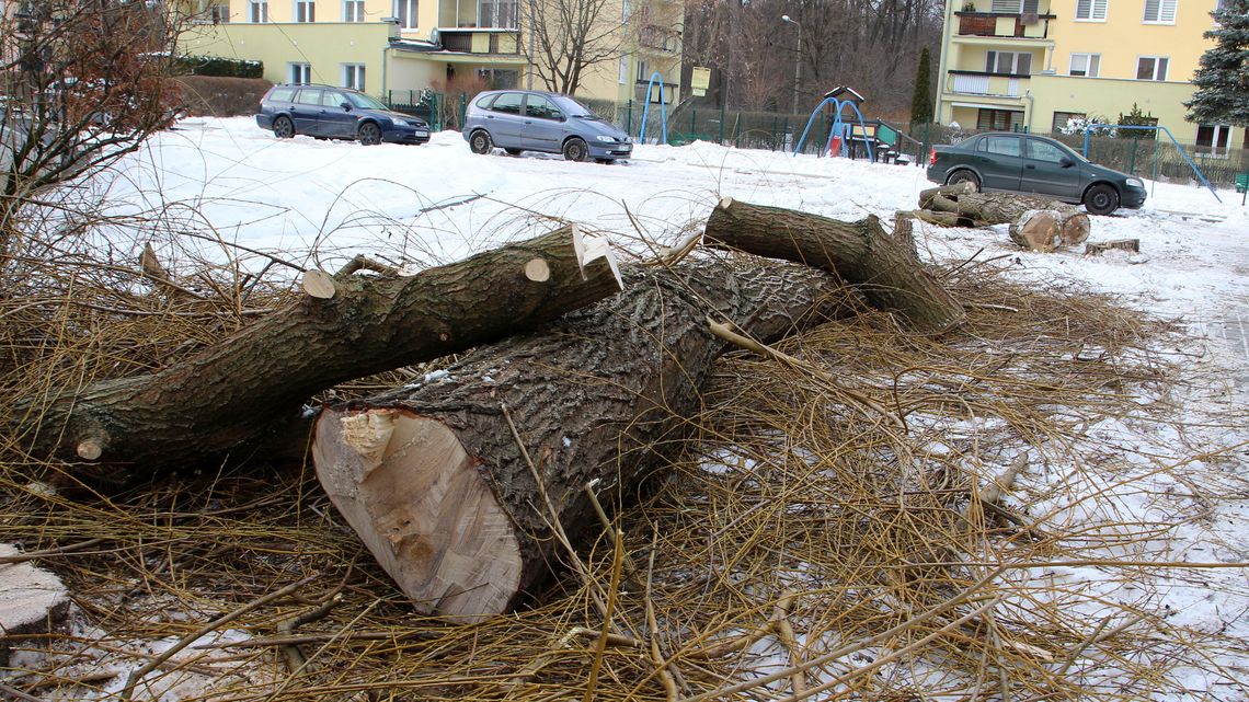W Puławach drzewa znikają z zaskoczenia. Mieszkańcy oburzeni
