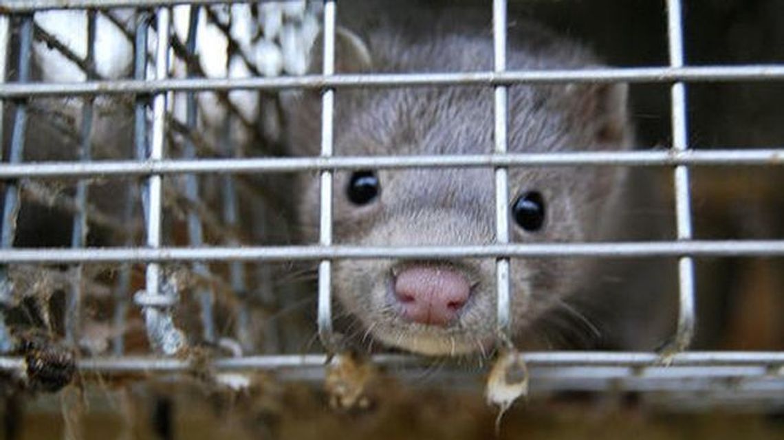 W Puławach potwierdzili koronawirusa u norek. Pierwszy przypadek w Polsce W Puławach potwierdzili koronawirusa u norek. Pierwszy przypadek w Polsce