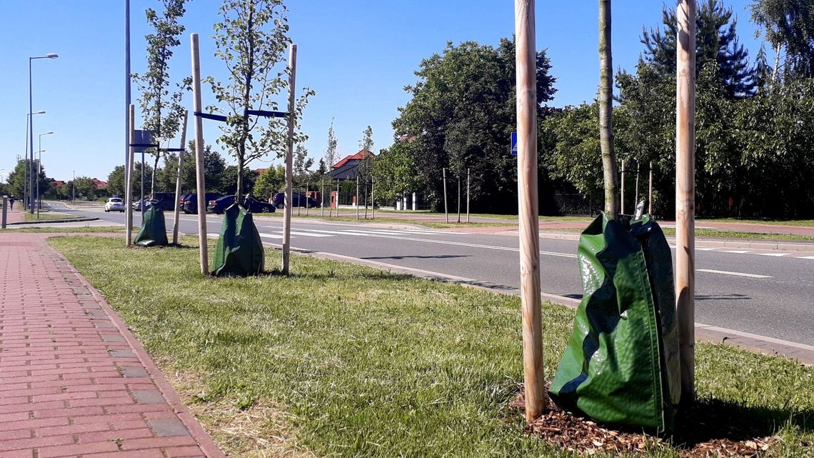 W Puławach wsadzili drzewa do worków. I to ma sens