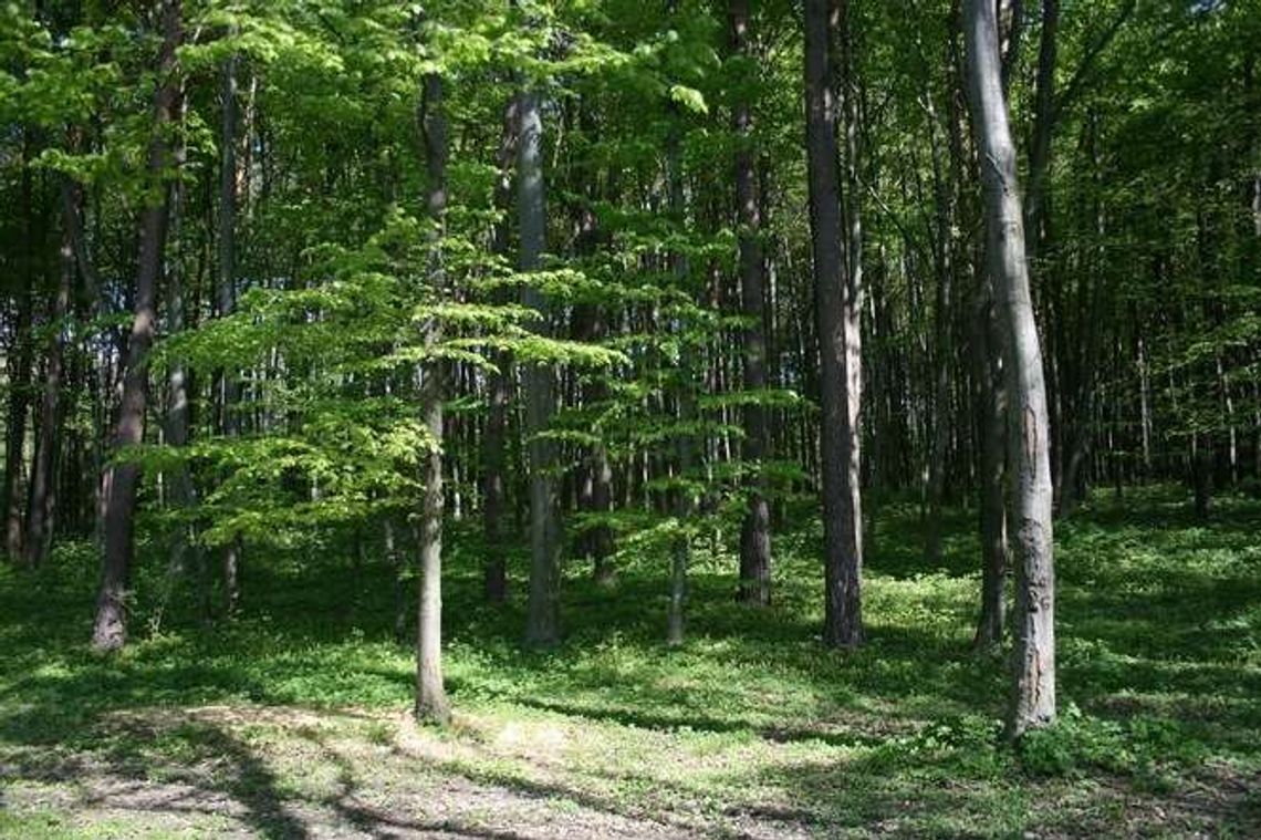 W Radzyniu Podlaskim powstanie edukacyjny ogród leśny