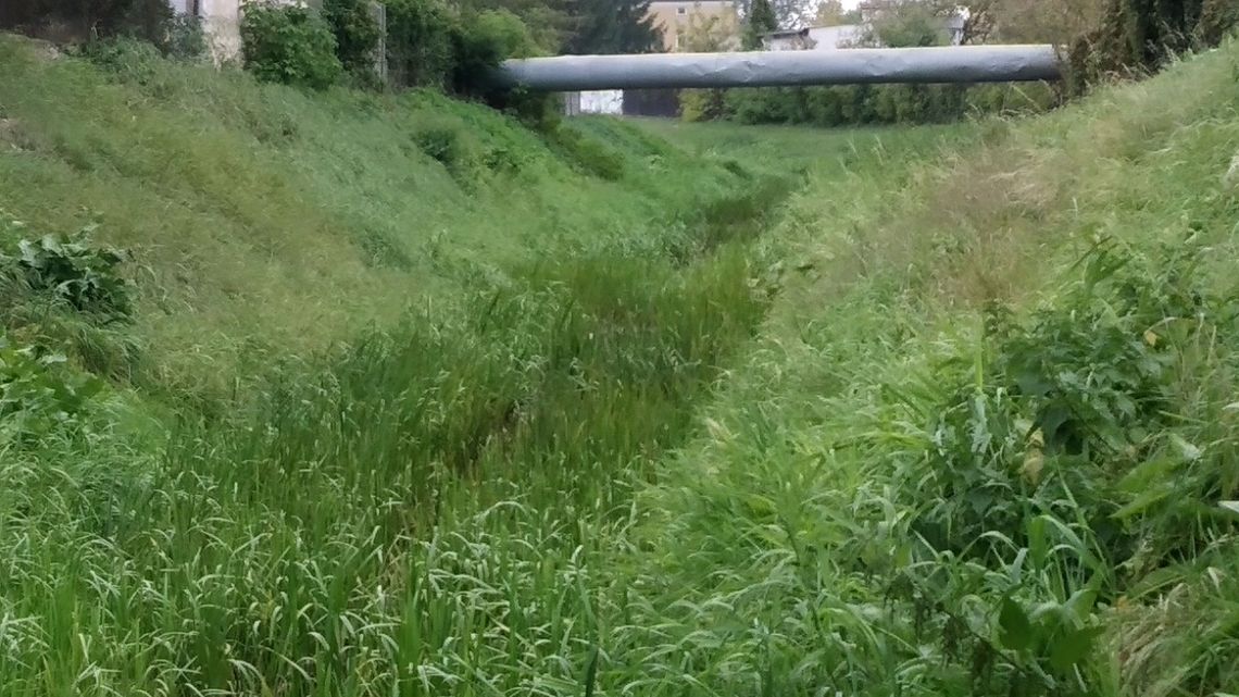 W rzece przepływającej przez Chełm nie ma wody. Wiadomo dlaczego