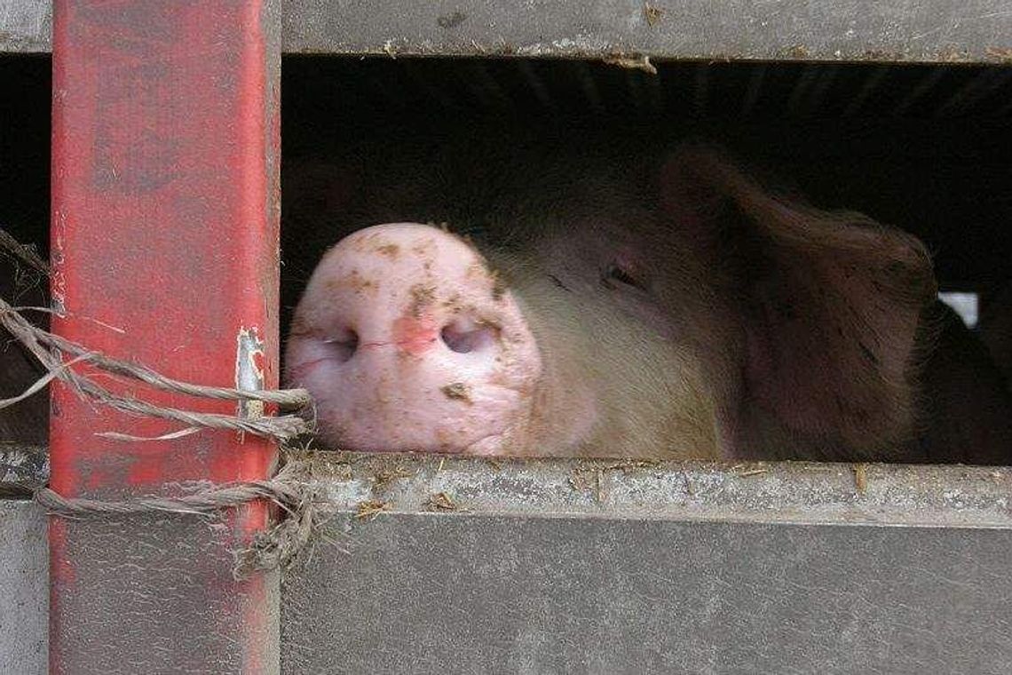 W sejmiku nie boją się wirusa ASF