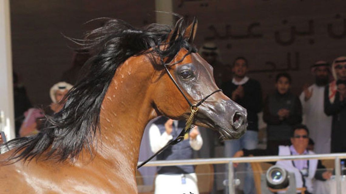 W Stanach Zjednoczonych padła Pinga, janowska klacz. "To wielka strata dla polskiej hodowli"