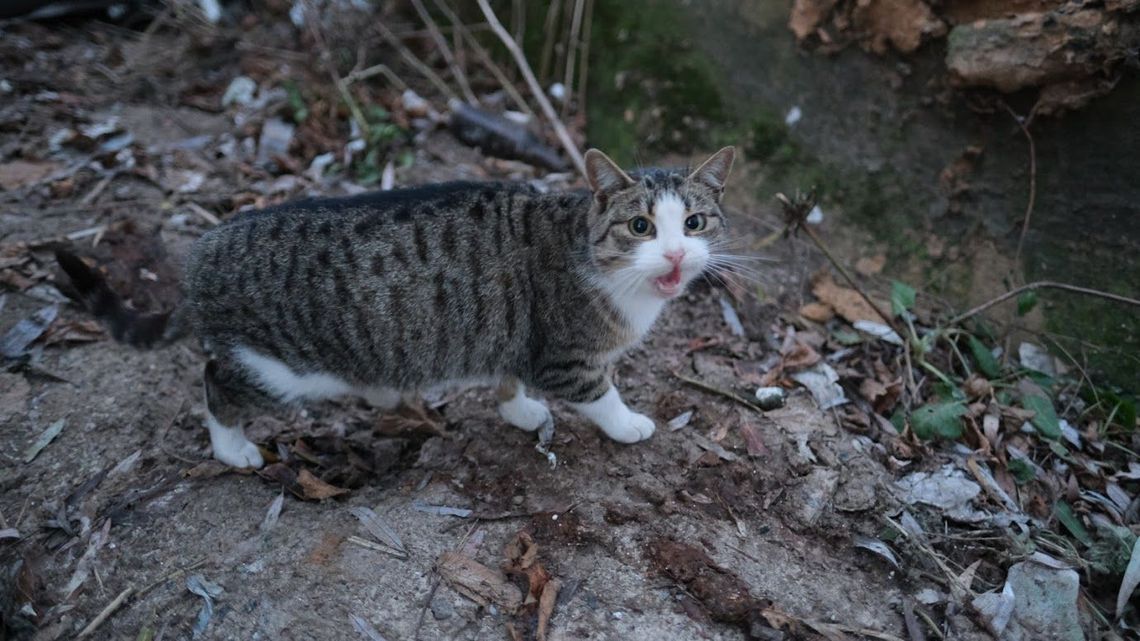 W Światowy Dzień Kota mieszkaniec Puław został skazany za porzucenie kota