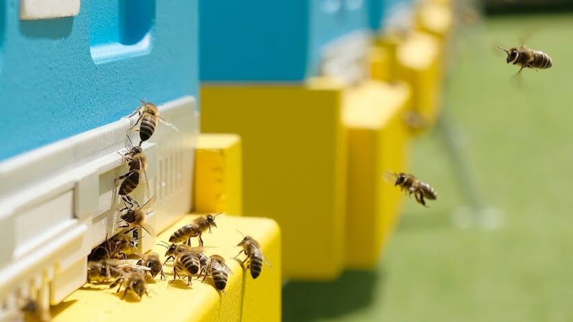 W Świdniku będzie pierwsza miejska pasieka