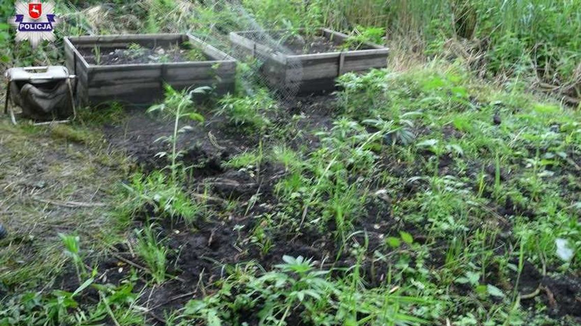 W szczerym polu uprawiał konopie. Był zaskoczony wizytą policji W szczerym polu uprawiał konopie. Był zaskoczony wizytą policji