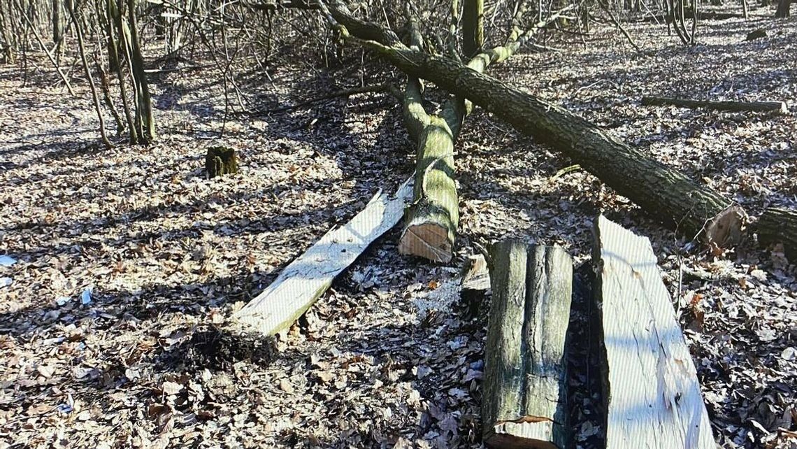 W trakcie wycinki drzewo przygniotło mężczyznę. Do szpitala zabrał go helikopter