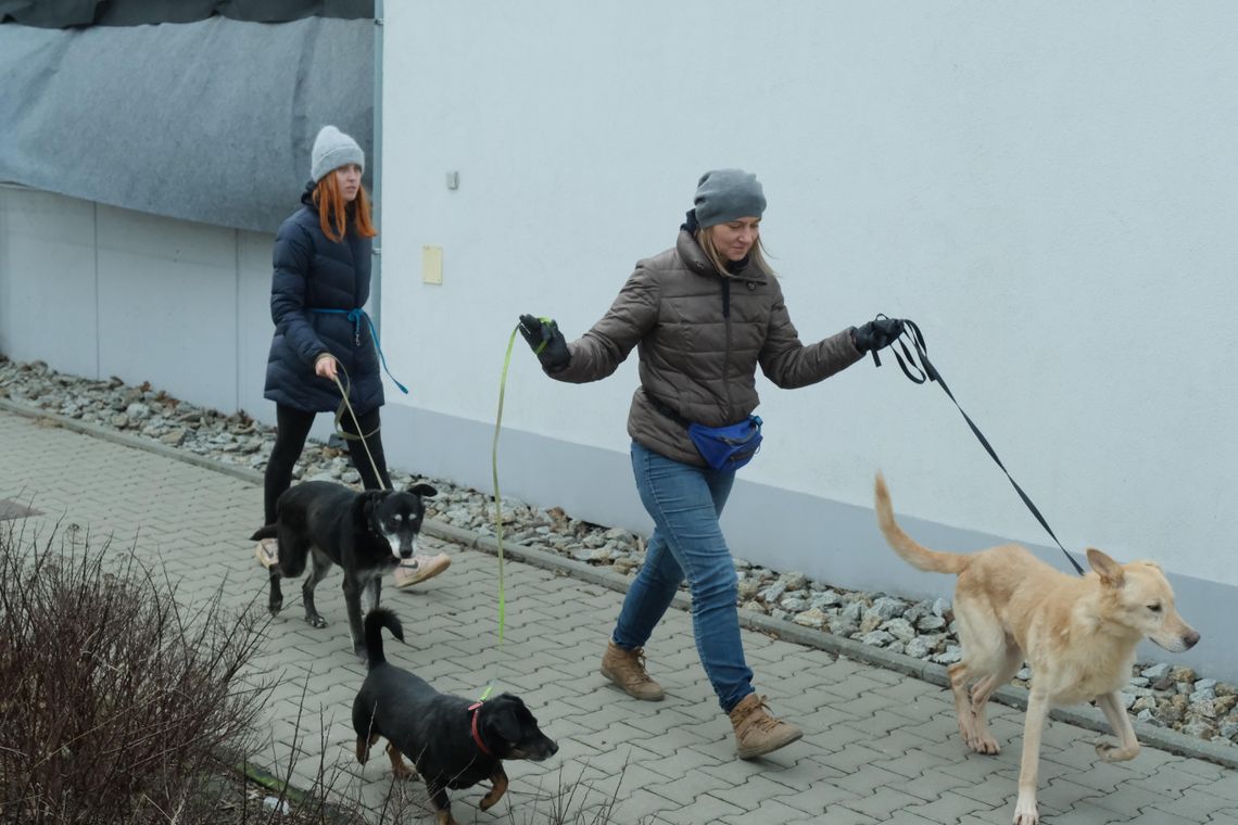wolontariusze schroniska dla bezdomnych zwierząt na spacerze z podopiecznymi