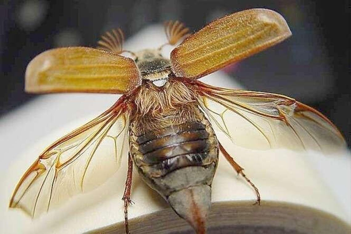 W tym roku chrabąszczy jest więcej. Będą opryski W tym roku chrabąszczy jest więcej. Będą opryski