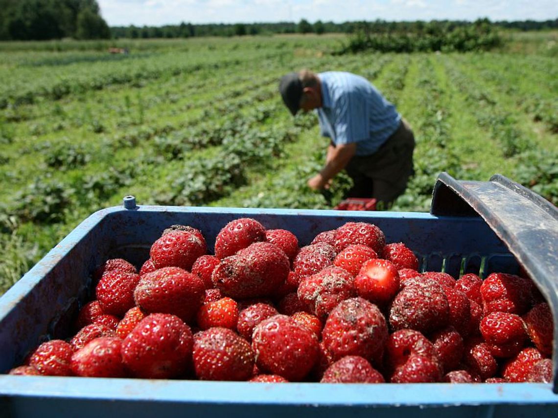 W tym roku truskawek będzie mniej