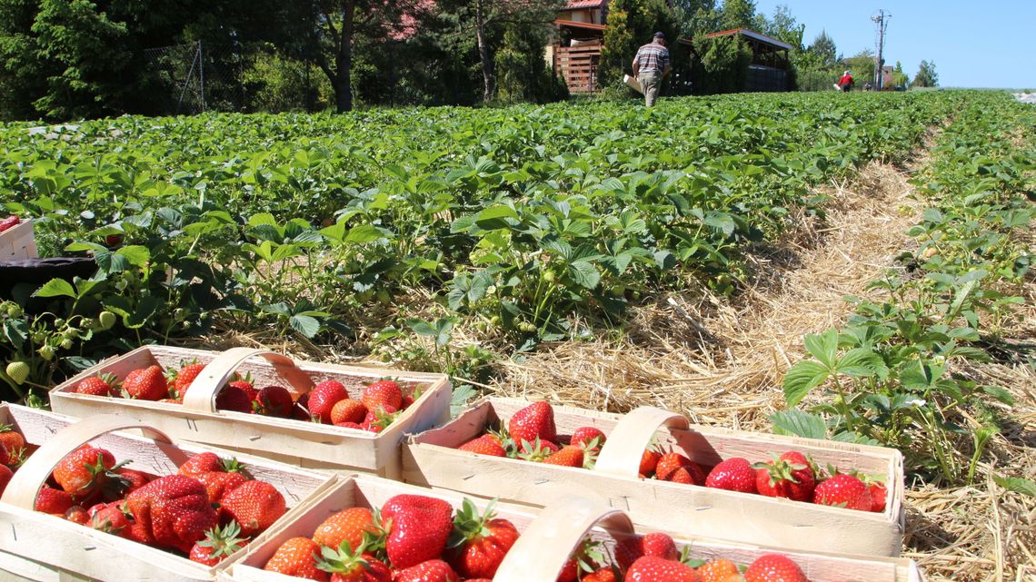 W tym roku truskawek będzie znacznie mniej. Plantatorzy liczą straty