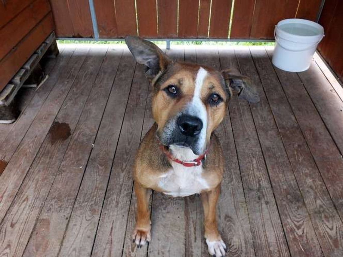 W Walentynki zabierz psa na randkę 