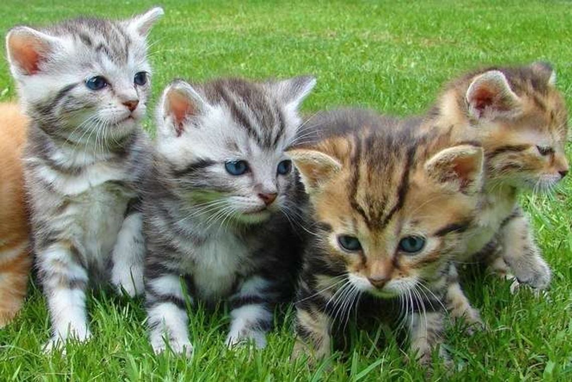 W wiadrze utopił małe koty sąsiadki i wyrzucił je na śnieg