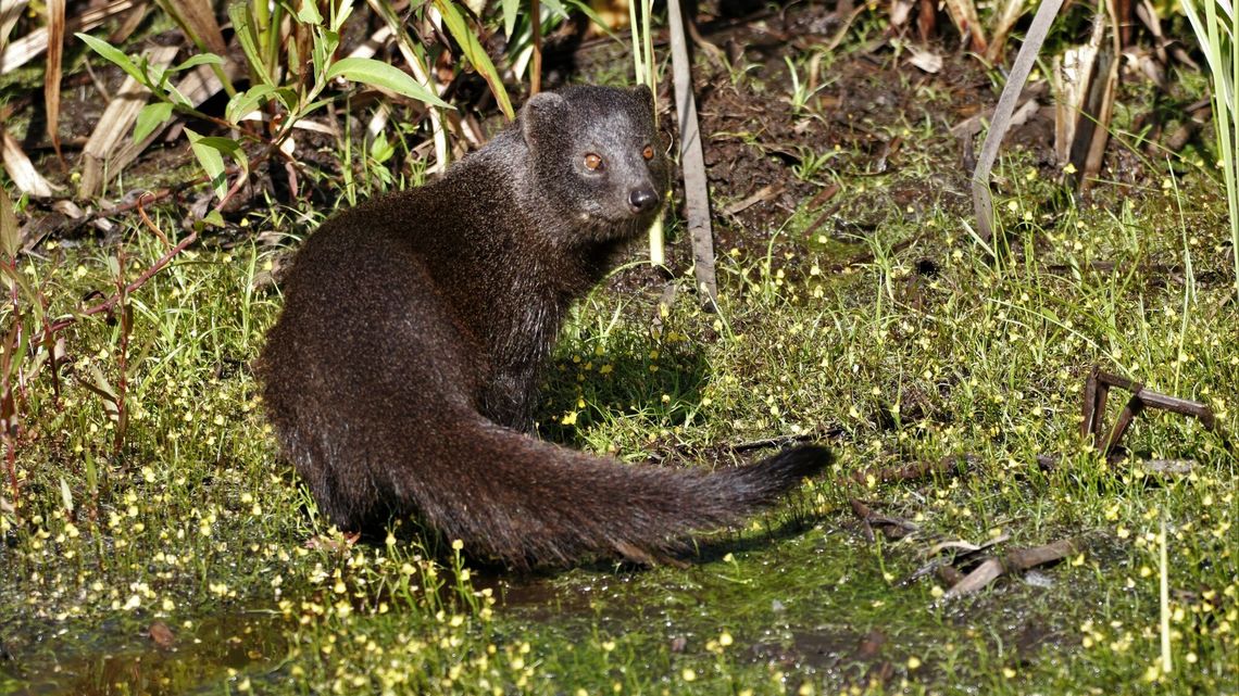 W zamojskim zoo. Jest on, przyjedzie ona. Będą młode?