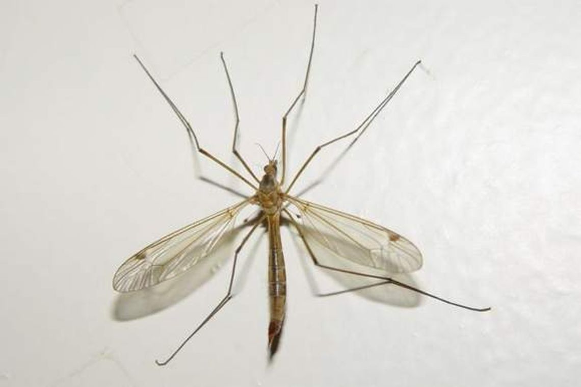 W Zamościu będzie odkomarzanie, pod koniec czerwca