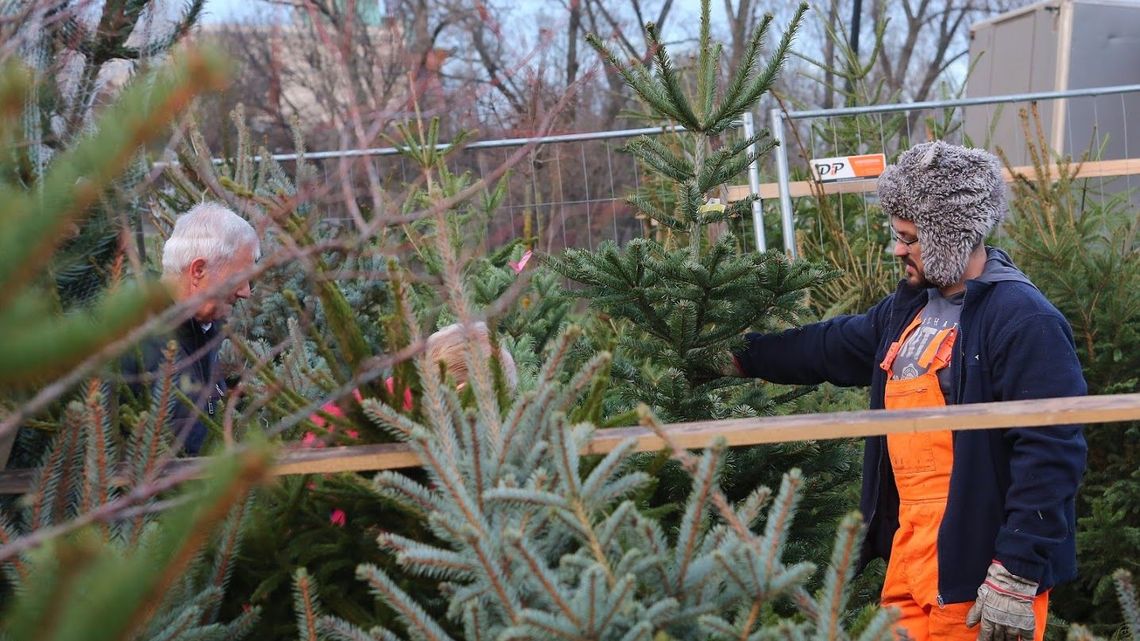 W Zamościu pozbywanie się choinek jeszcze trwa. Sprawdź harmonogram W Zamościu pozbywanie się choinek jeszcze trwa. Sprawdź harmonogram