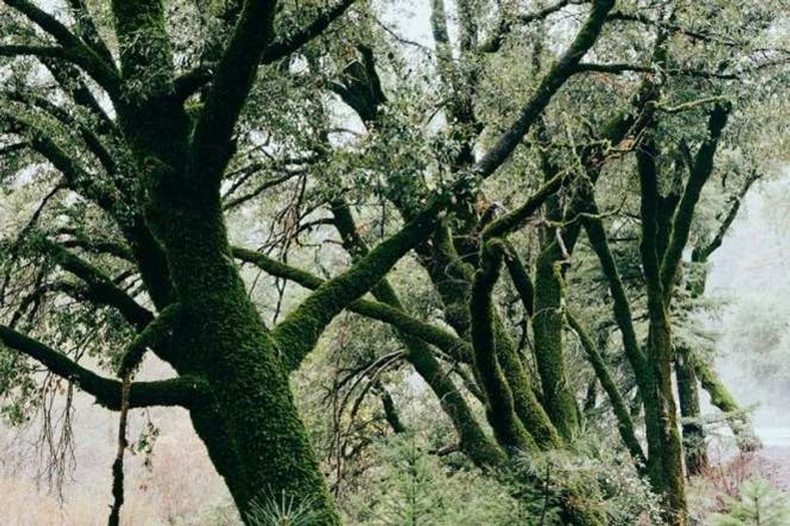 W Zamościu trwa wielkie liczenie cennych drzew