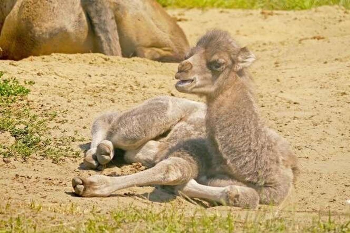 W zoo w Zamościu urodził się wielbłąd