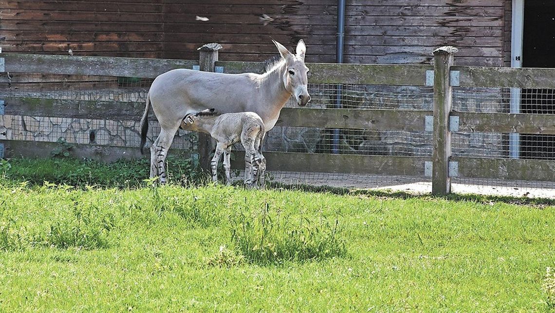 W ZOO w Zamościu ważne narodziny. "Przyłączamy się do grona ogrodów będących współczesną Arką Noego"