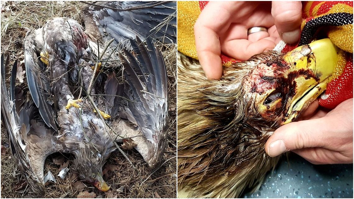 Waleczne bieliki się zakleszczyły i spadły na ziemię. Pomogli im mieszkańcy [zdjęcia, wideo]